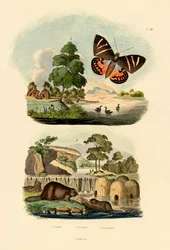 Sluneční můra, 1833-39